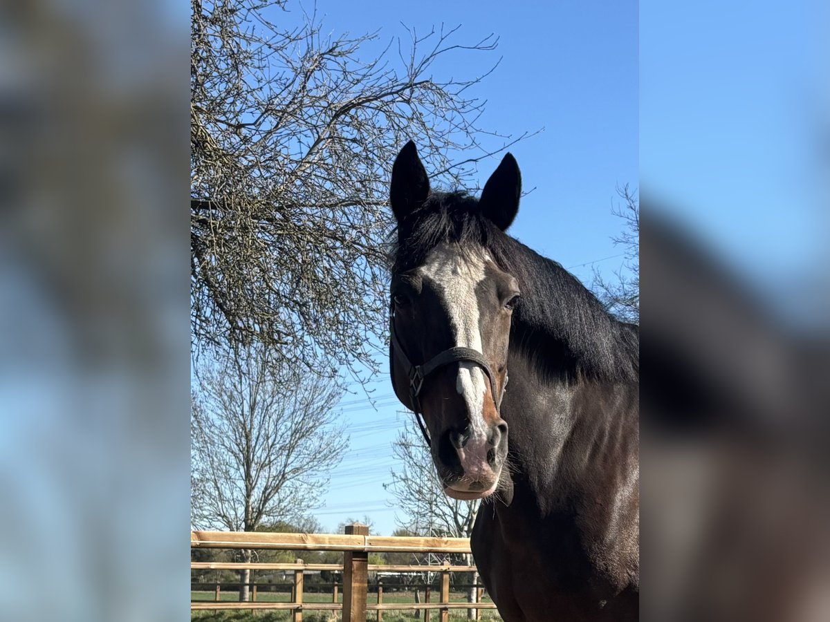 Trakehner Stute 15 Jahre 168 cm in Elzach