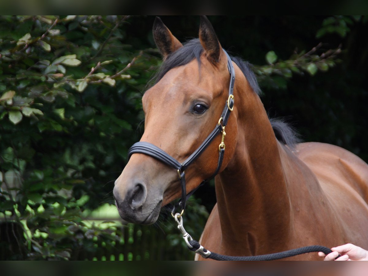 Trakehner Stute 17 Jahre 169 cm in Gelsenkirchen