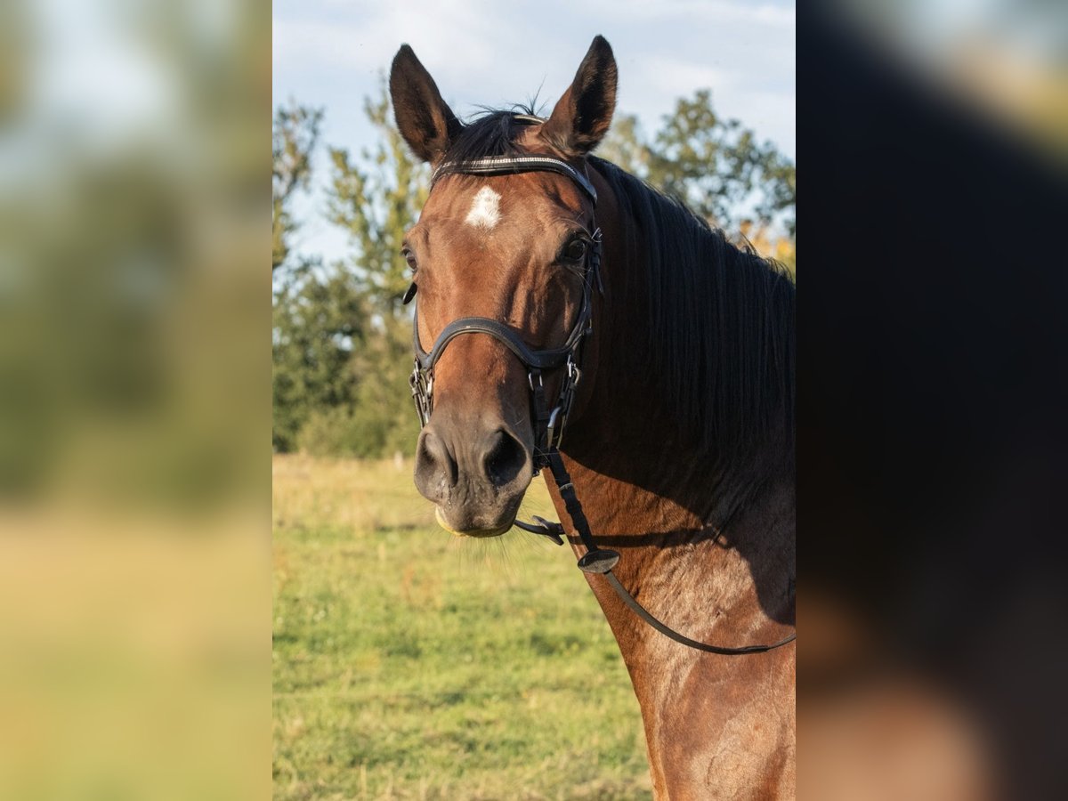 Trakehner Stute 17 Jahre Brauner in Plessa