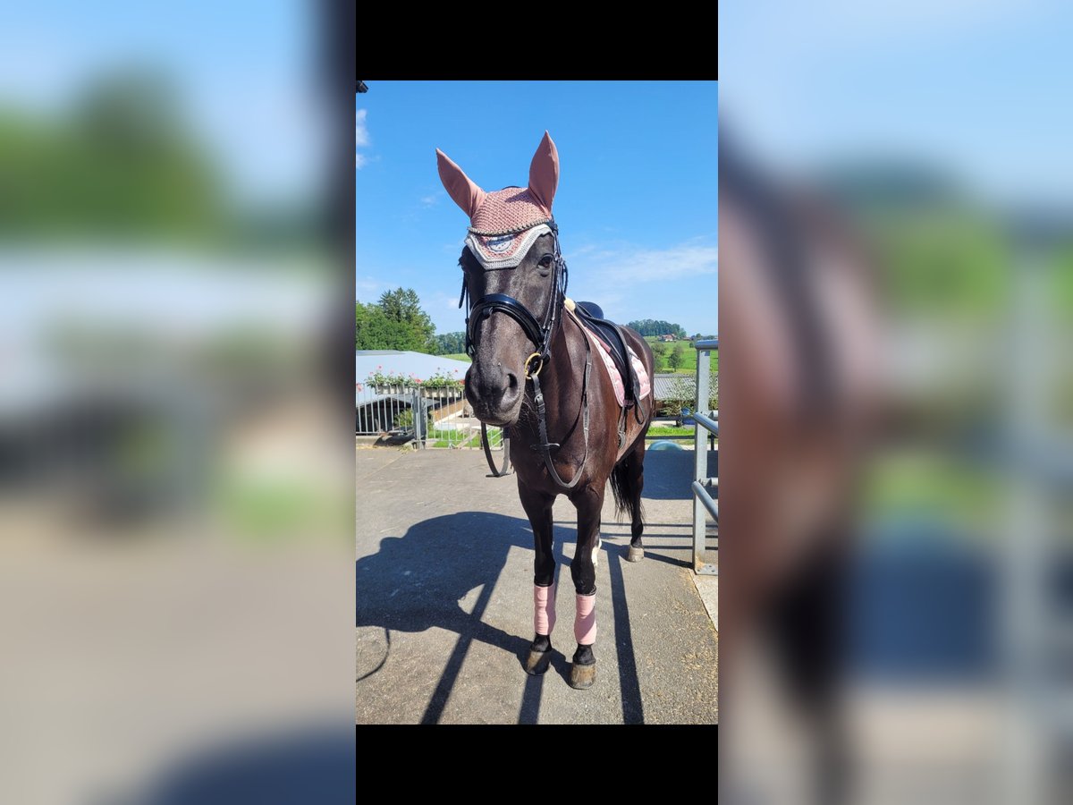 Trakehner Stute 19 Jahre 162 cm Schwarzbrauner in Rotkreuz