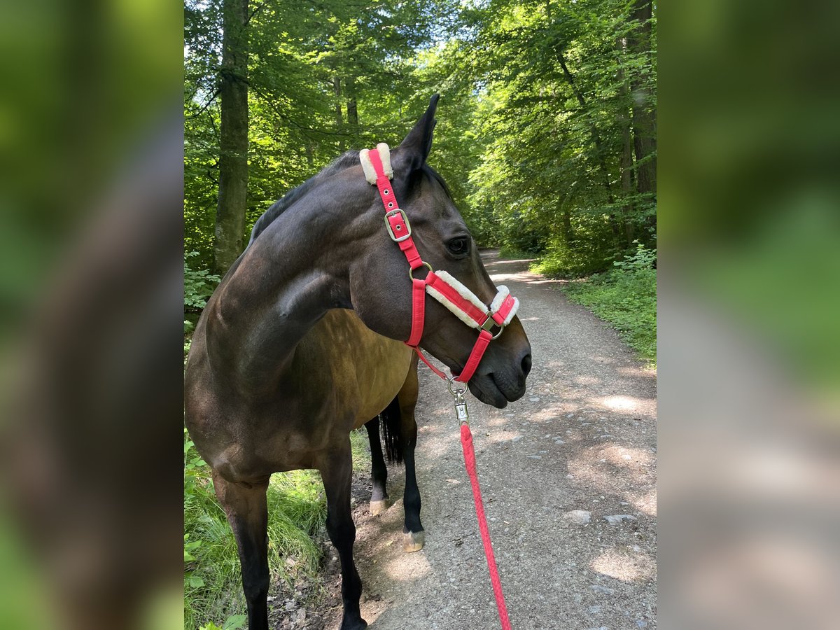 Trakehner Stute 19 Jahre 164 cm Dunkelbrauner in Reutlingen