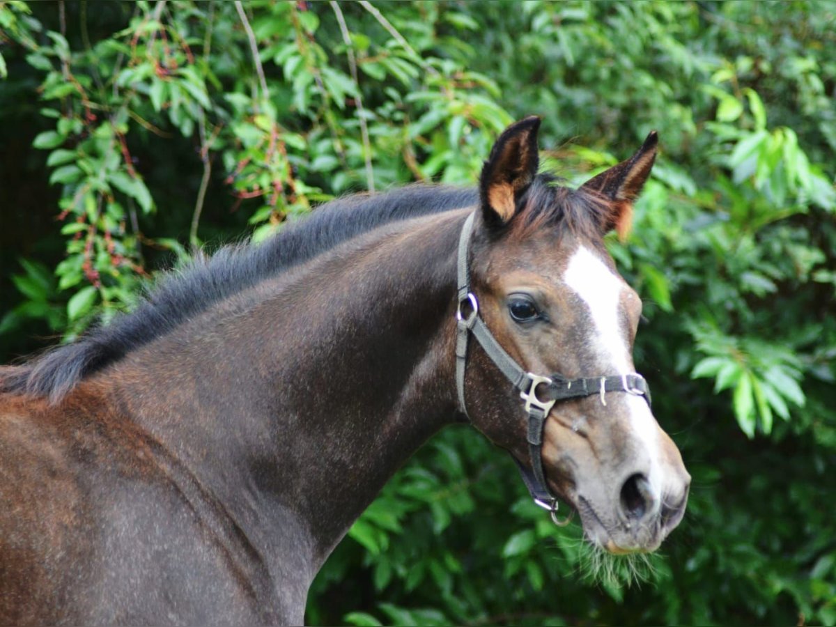 Trakehner Stute 1 Jahr 165 cm Schimmel in Wandlitz