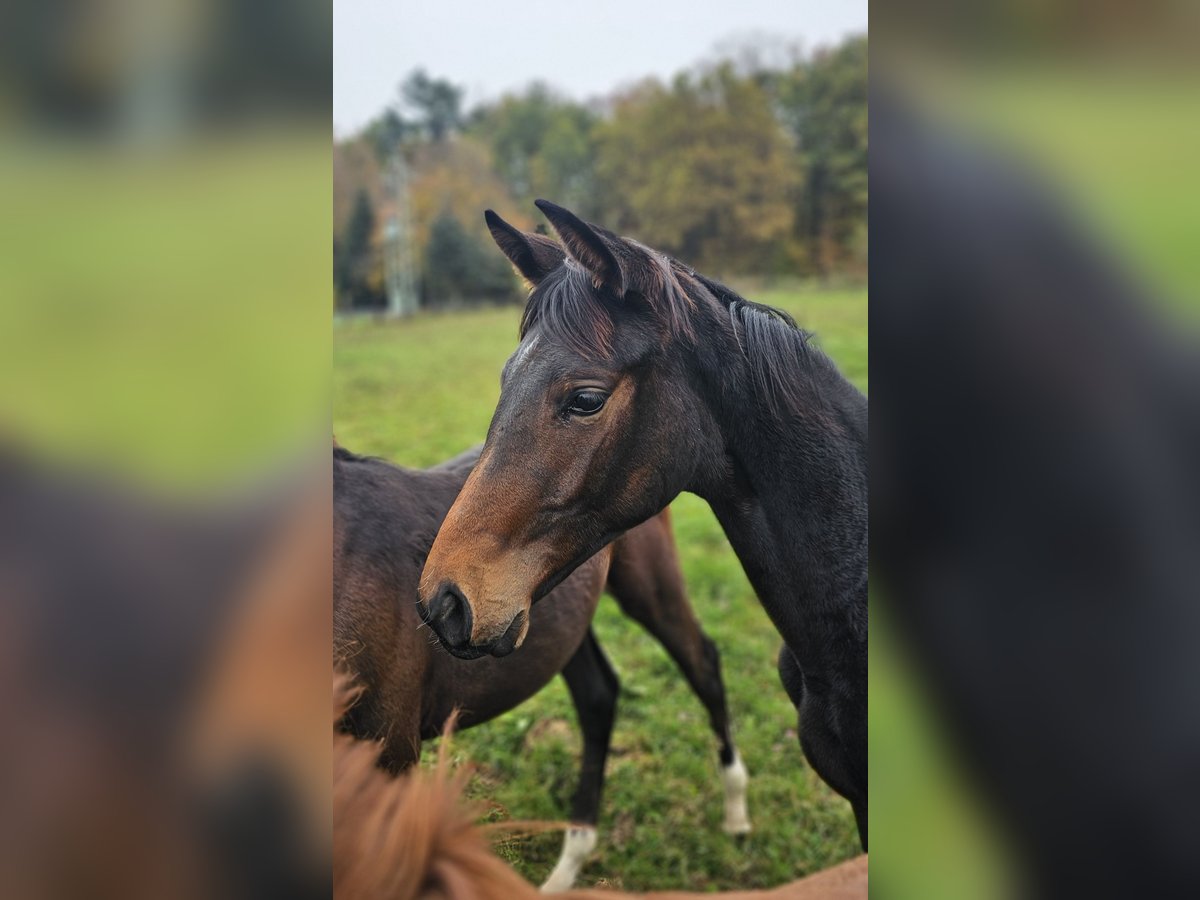 Trakehner Stute 1 Jahr 168 cm Brauner in Uslar