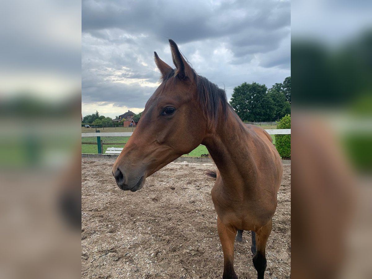 Trakehner Stute 1 Jahr 168 cm in Wittingen
