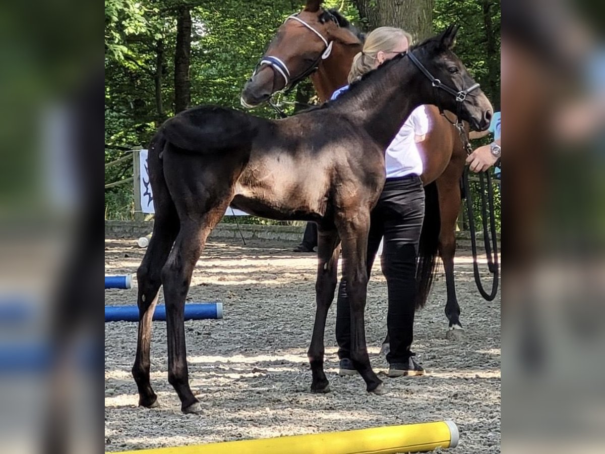 Trakehner Stute 1 Jahr 168 cm Rappe in Nümbrecht