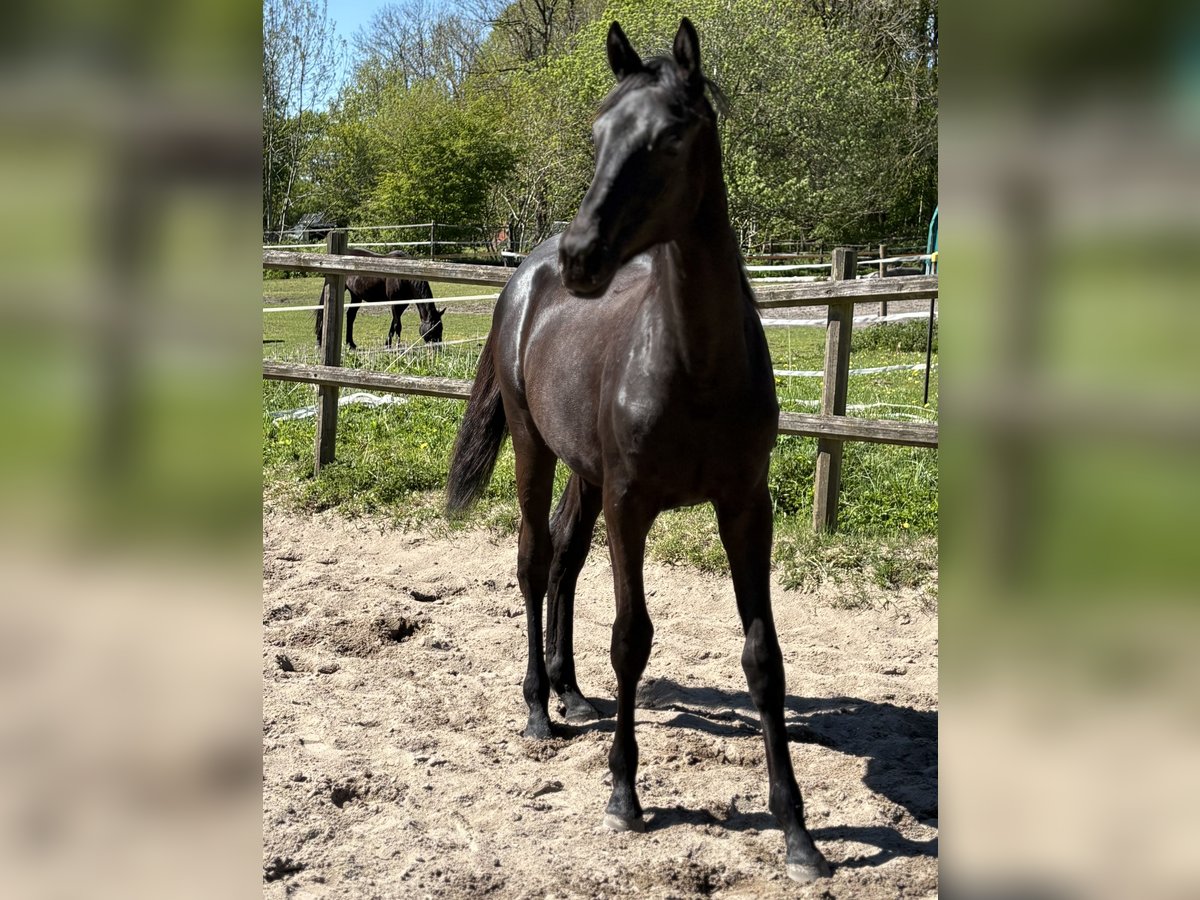 Trakehner, Stute in SelkSelk