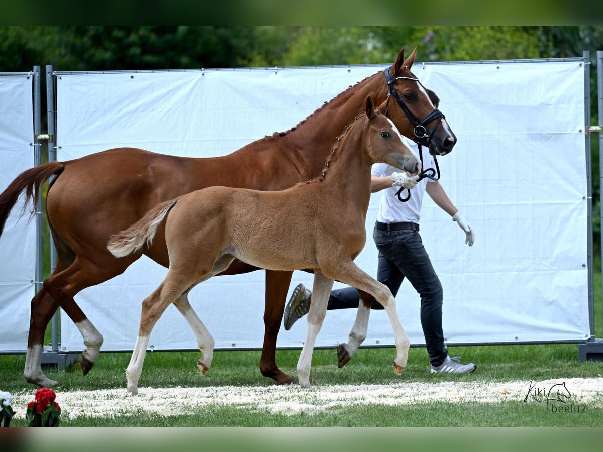 Trakehner Stute 1 Jahr 169 cm Fuchs in Schäplitz