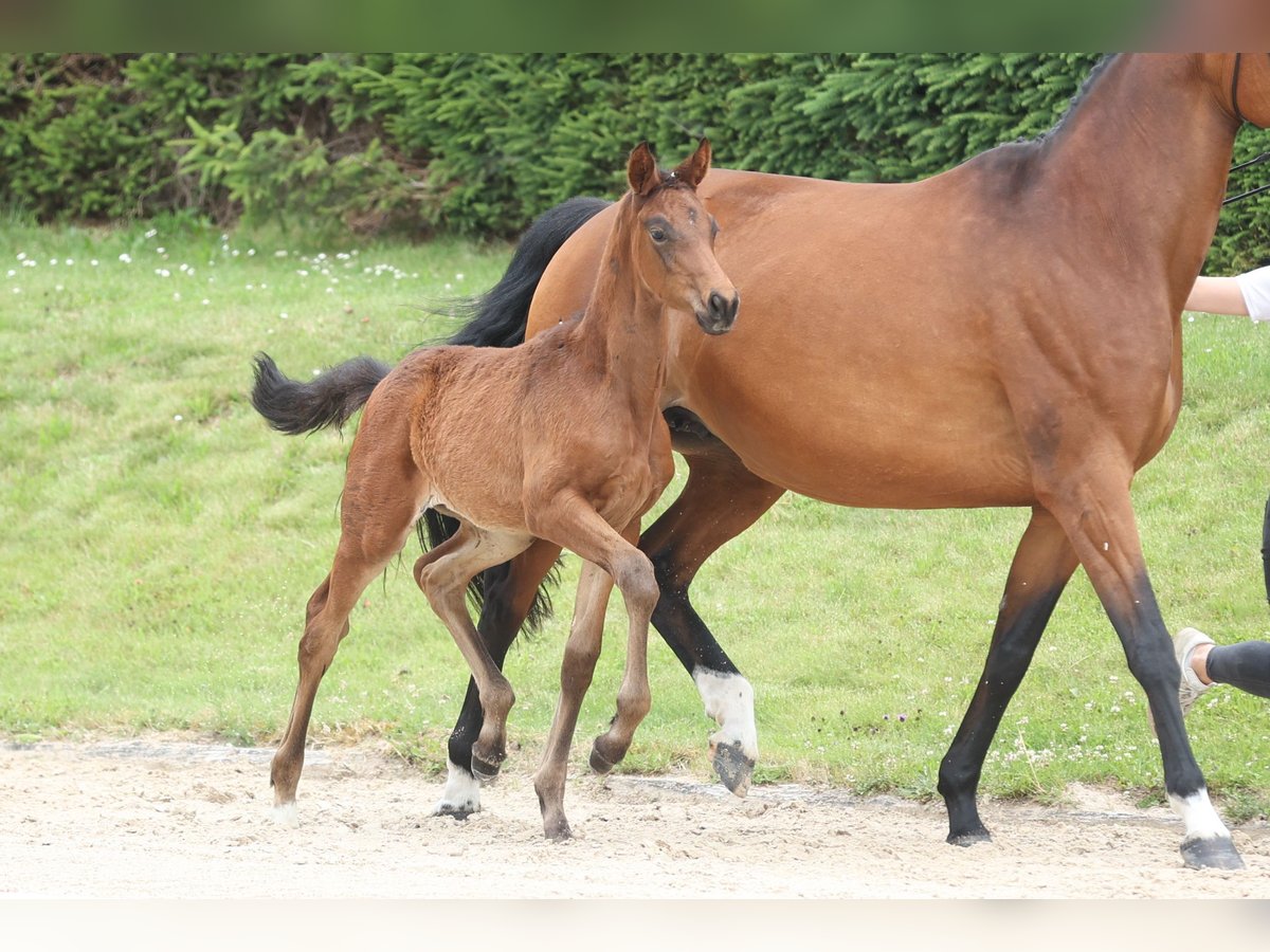 Trakehner Stute 1 Jahr 170 cm Dunkelbrauner in Wolfhagen