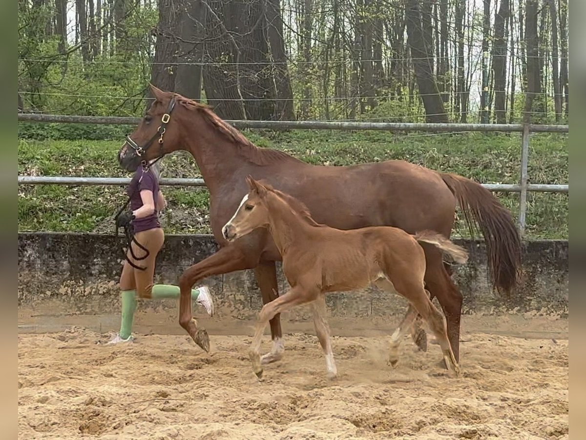 Trakehner Stute 1 Jahr 170 cm Fuchs in Wehringen