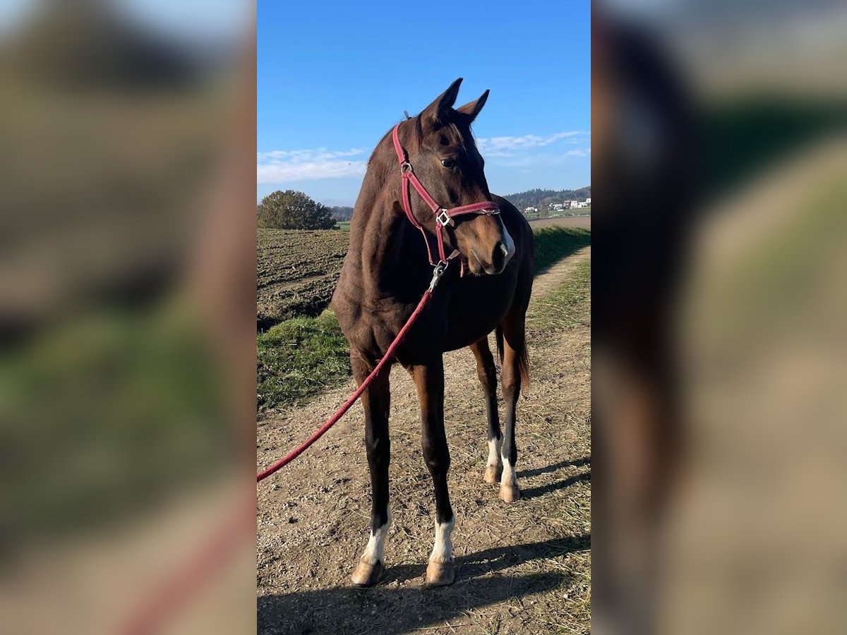 Trakehner Stute 1 Jahr 175 cm Brauner in Adelsried