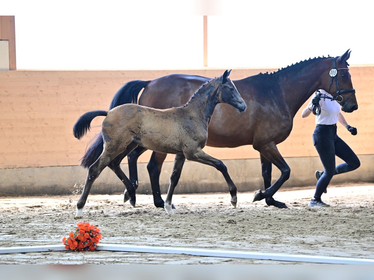 Trakehner Stute 1 Jahr Brauner in Heidekrug