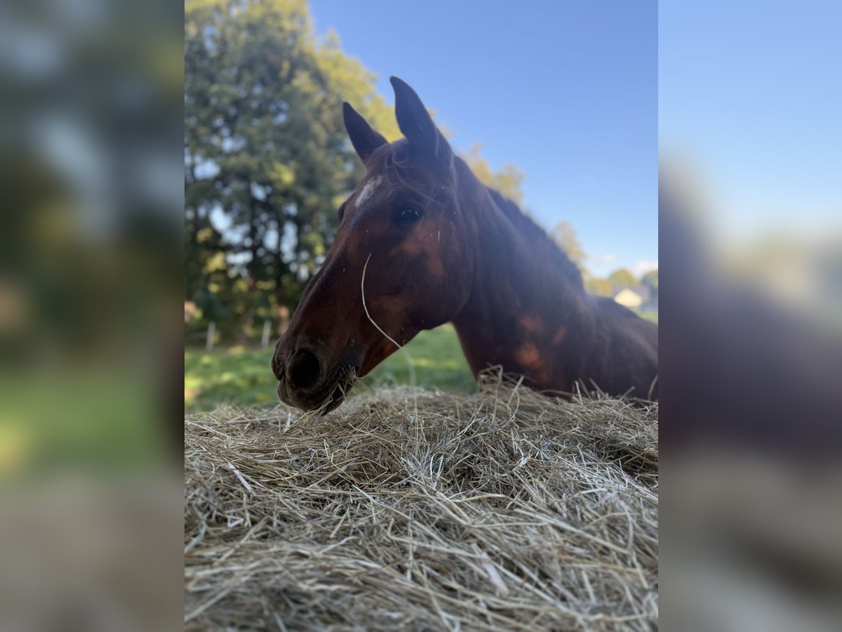 Trakehner Stute 23 Jahre 163 cm Fuchs in Wusterhausen (Dosse) Trakehner Stute 23 Jahre 163 cm Fuchs in Wusterhausen (Dosse)