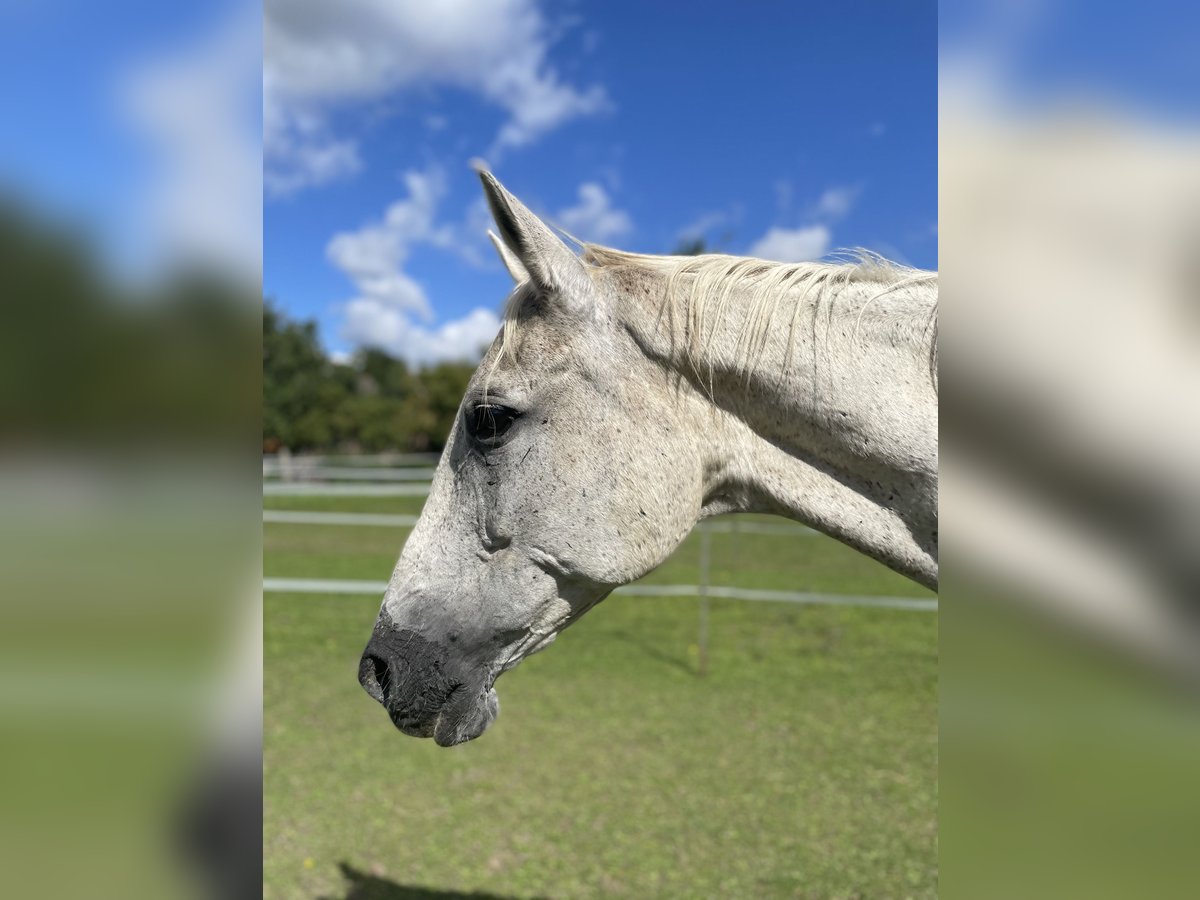 Trakehner Stute 23 Jahre 167 cm Schimmel in Nauen