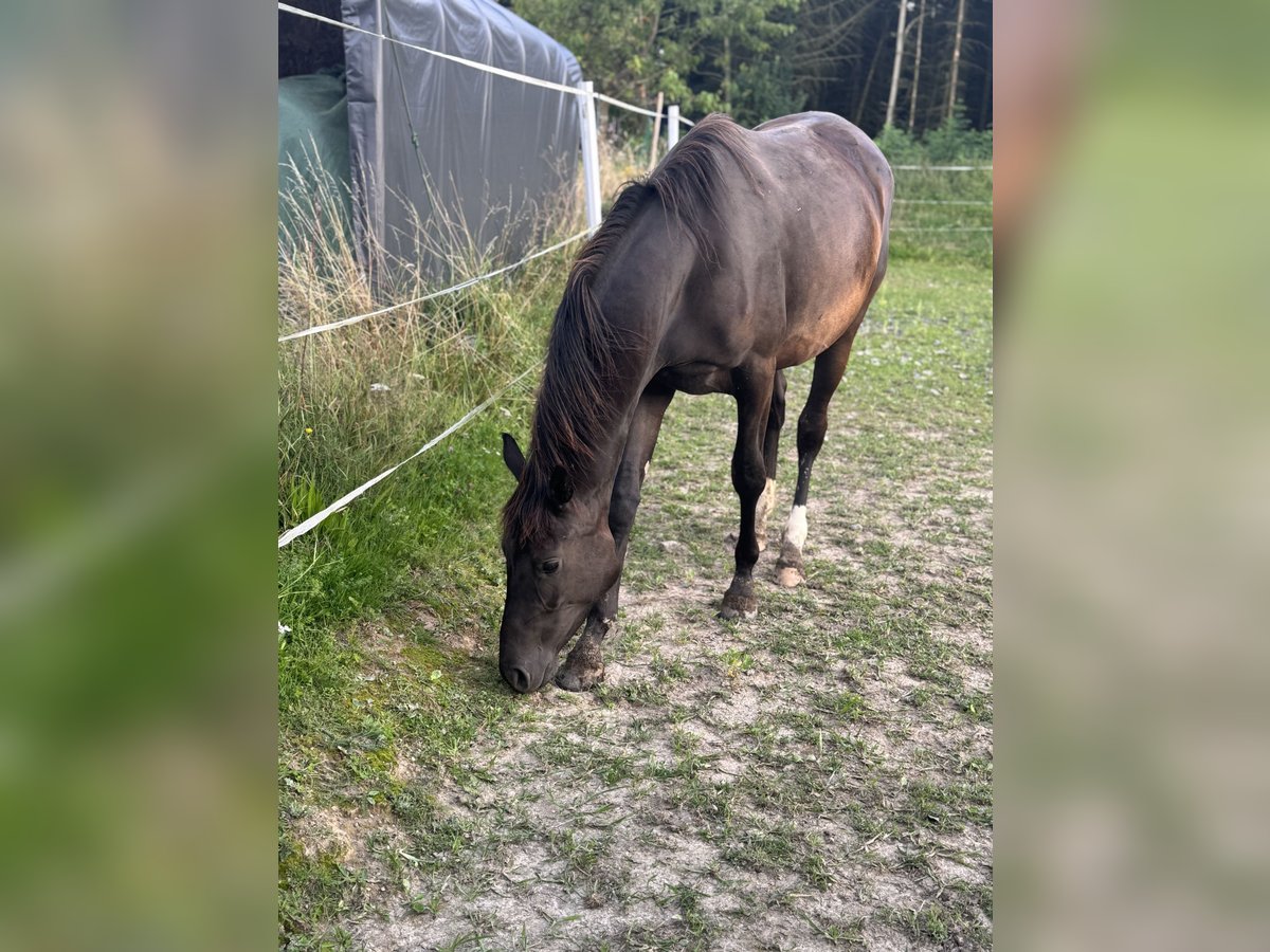 Trakehner Stute 2 Jahre 161 cm Schwarzbrauner in Ney