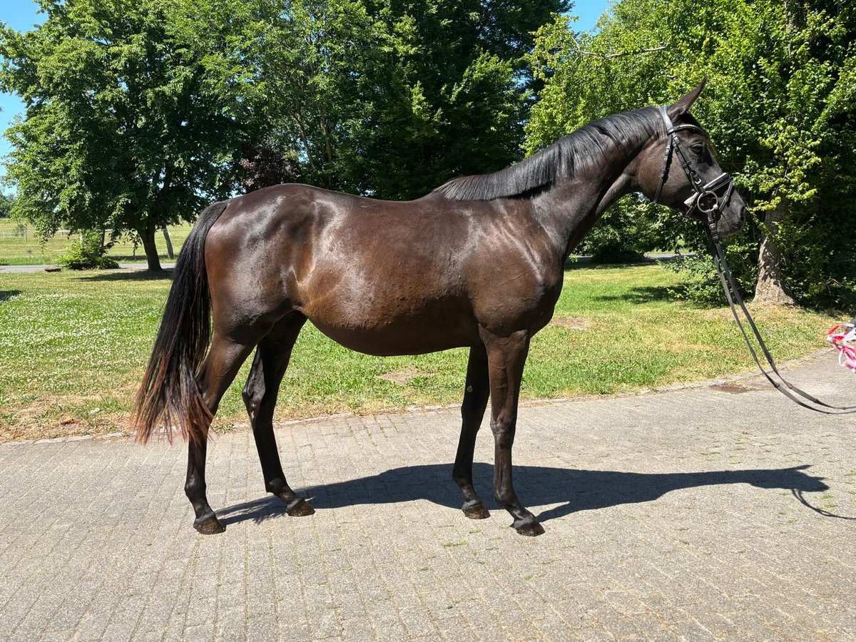 Trakehner Stute 2 Jahre 165 cm Rappe in Gro&#xDF; Oesingen