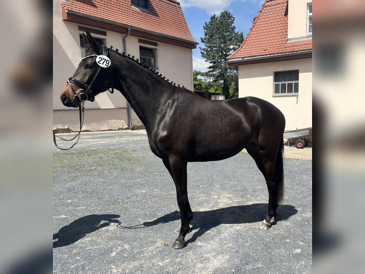 Trakehner Stute 3 Jahre 162 cm Dunkelbrauner in Klingenberg