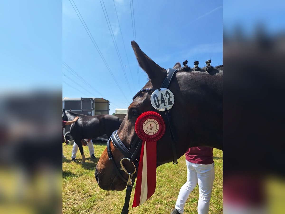 Trakehner Stute 3 Jahre 162 cm Dunkelbrauner in Kreischa