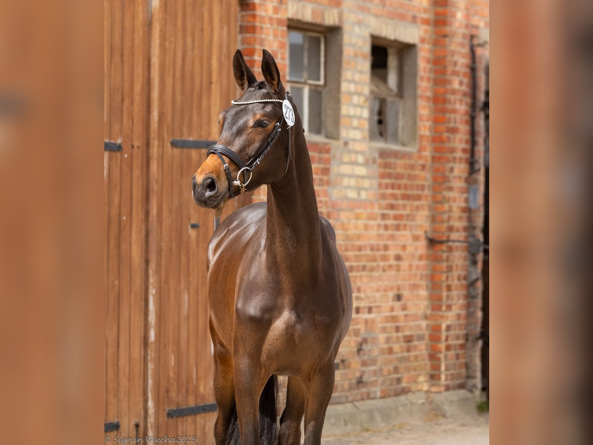 Trakehner Stute 3 Jahre 162 cm Dunkelbrauner in Hamburg