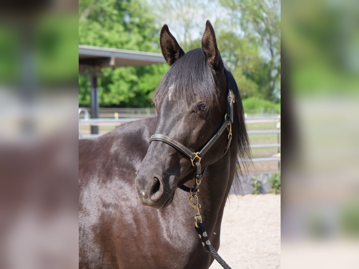 Trakehner Stute 3 Jahre 162 cm Rappe in Günzburg