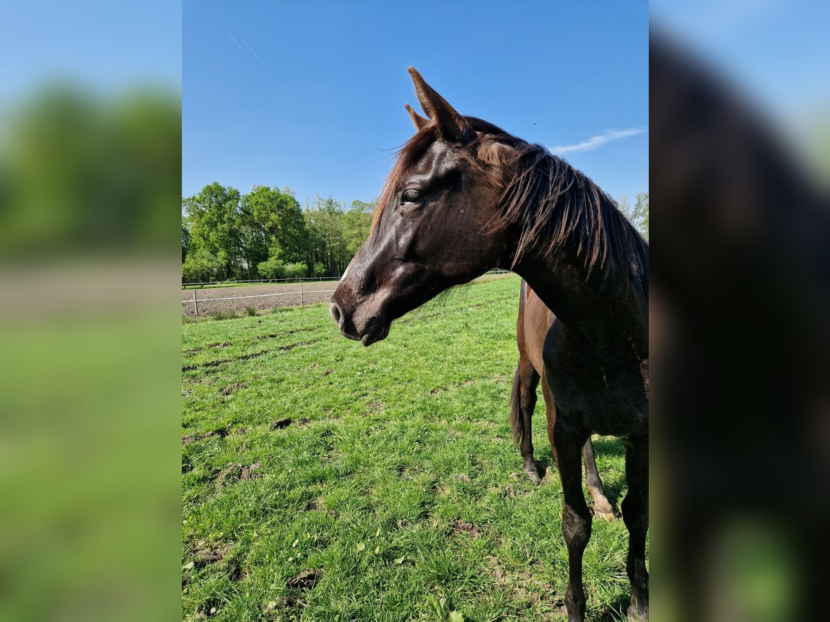 Trakehner Stute 3 Jahre 163 cm Rappe in Löningen Trakehner Stute 3 Jahre 163 cm Rappe in Löningen