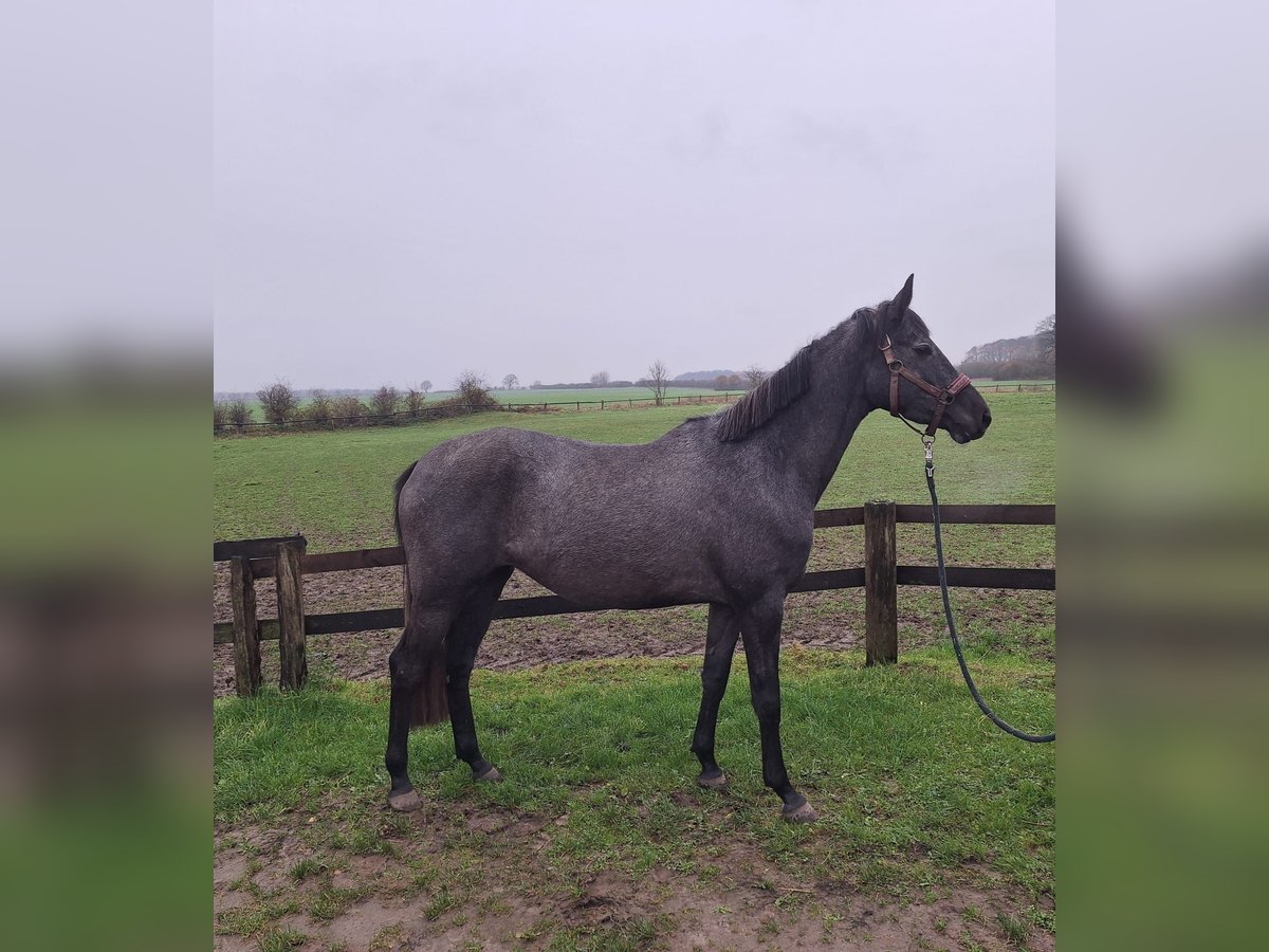 Trakehner Stute 3 Jahre 163 cm Rappschimmel in Rendswühren