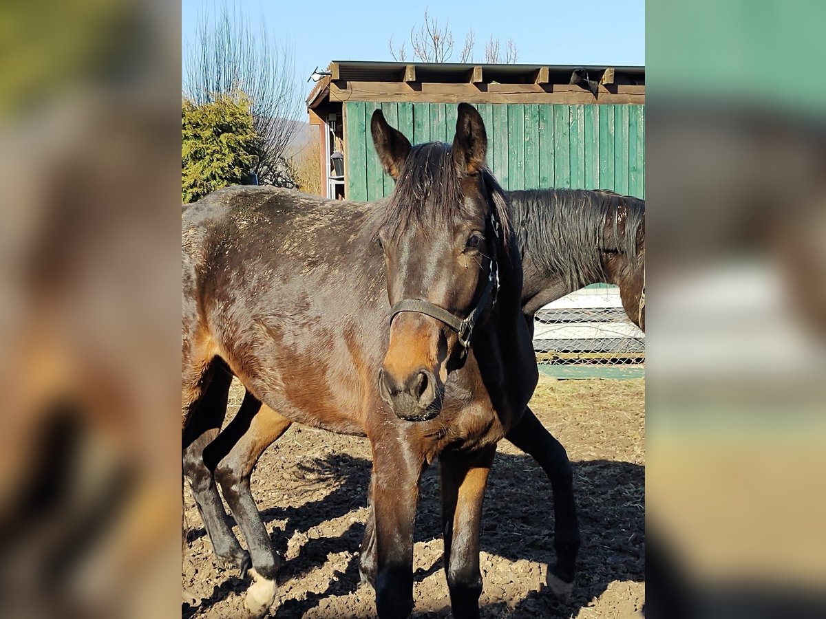 Trakehner Stute 3 Jahre 165 cm Brauner in Fuldatal