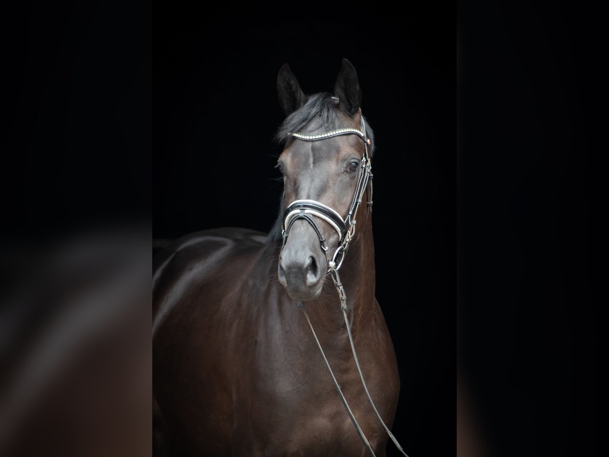 Trakehner Stute 3 Jahre 165 cm Dunkelbrauner in Herbstein