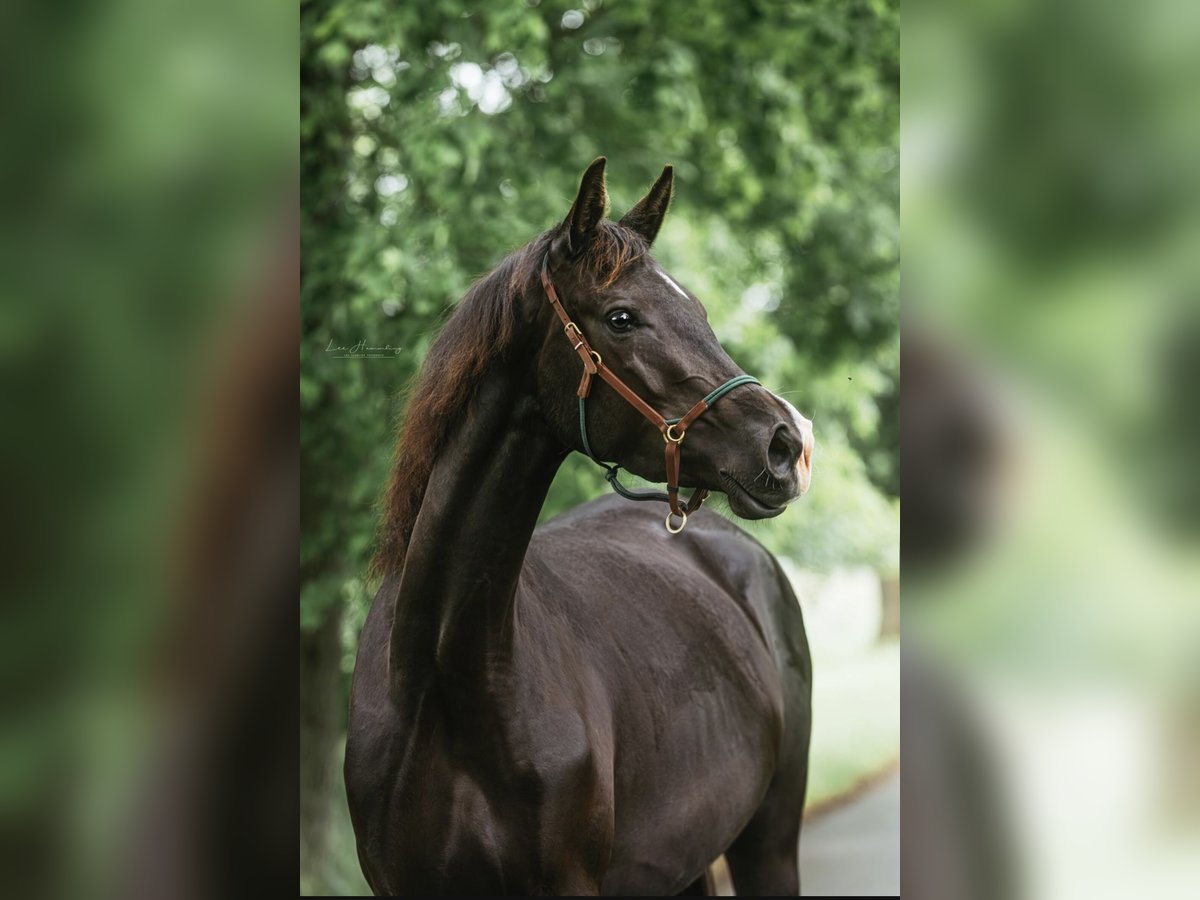 Trakehner Stute 3 Jahre 166 cm Dunkelbrauner in Teldau