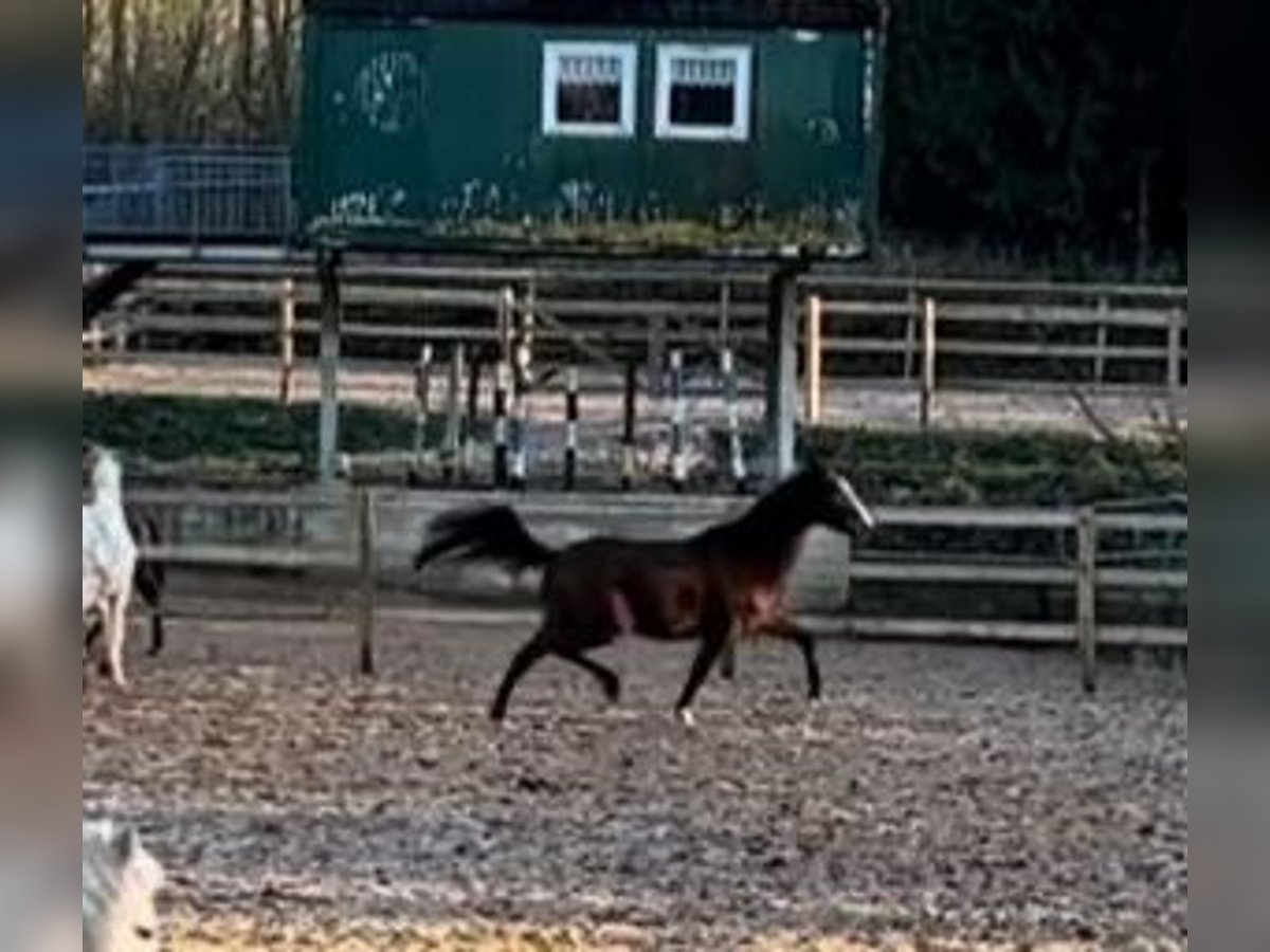 Trakehner Stute 3 Jahre 167 cm Brauner in Wehringen Trakehner Stute 3 Jahre 167 cm Brauner in Wehringen
