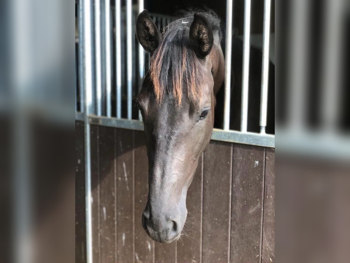 Trakehner Stute 3 Jahre 168 cm Dunkelbrauner in Blaustein