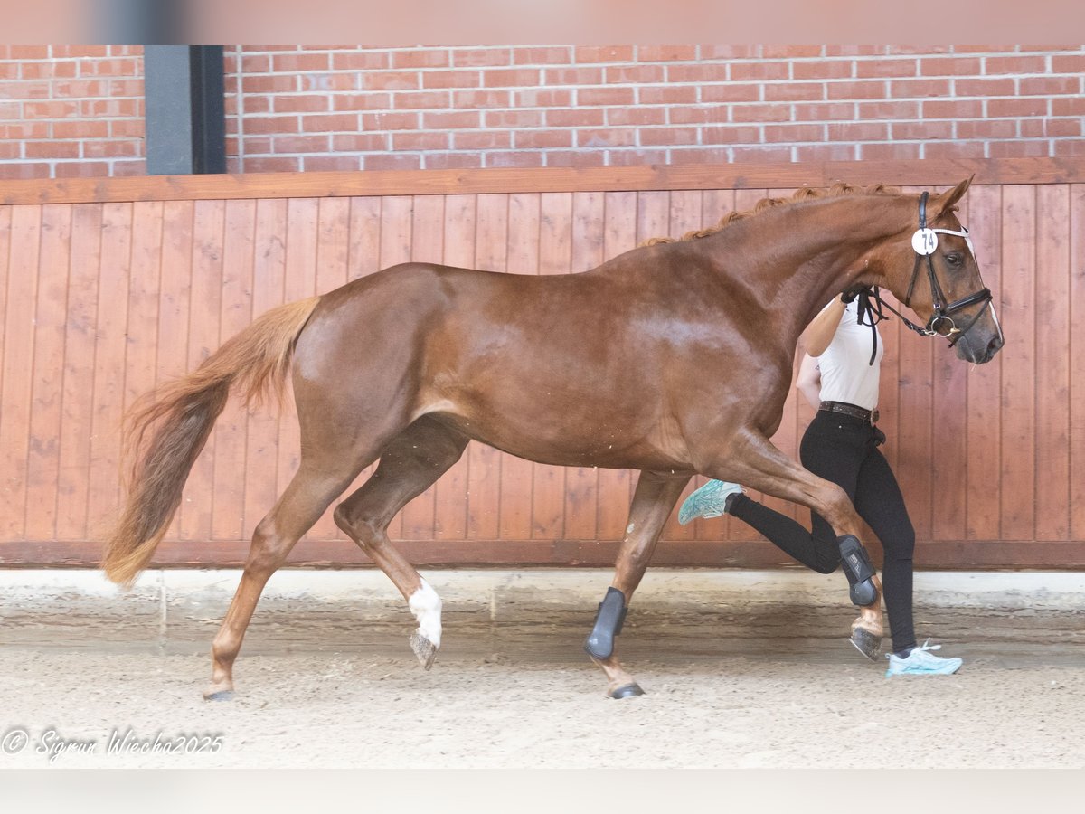 Trakehner Stute 3 Jahre 168 cm Fuchs in Essen (Oldenburg)