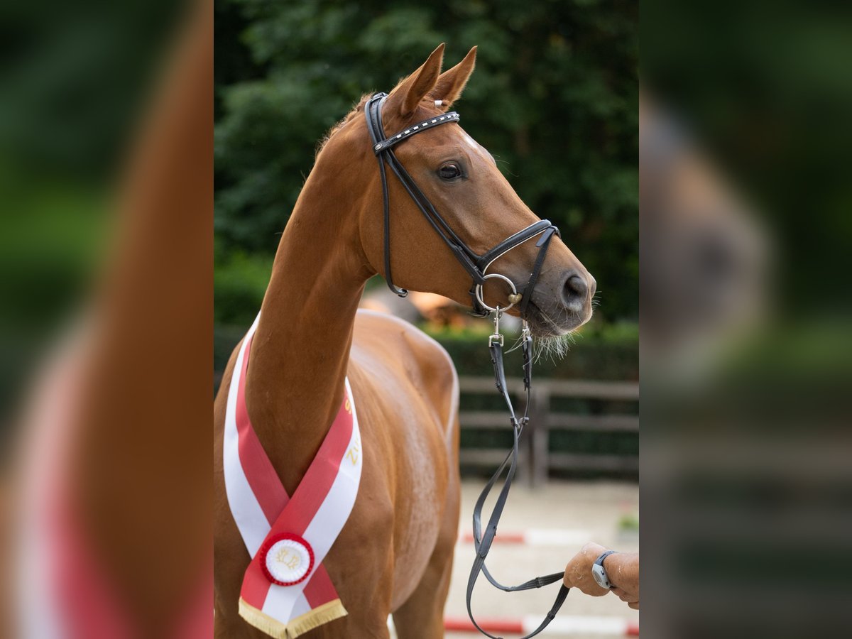 Trakehner Stute 3 Jahre 171 cm Fuchs in Hörstein-Alzenau in Unterfranken