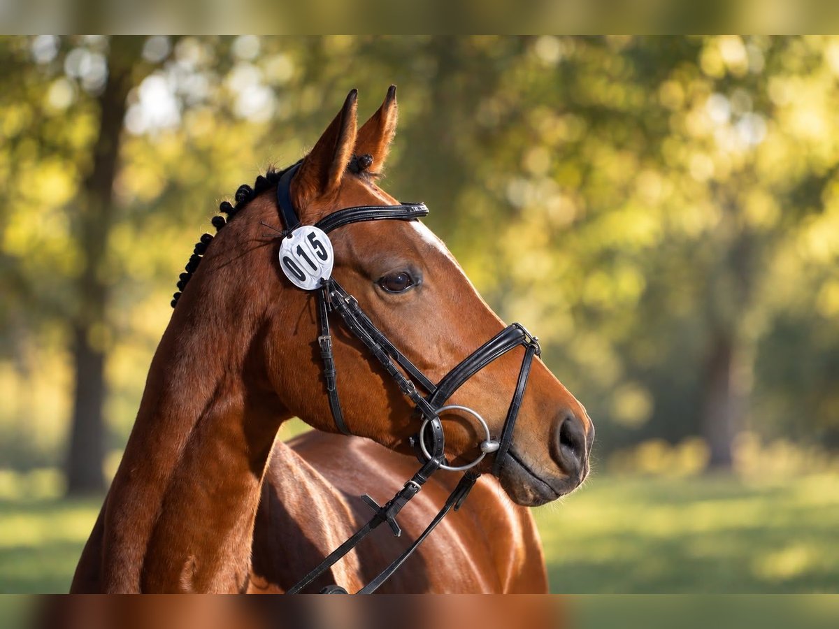 Trakehner, Stute in Bargteheide