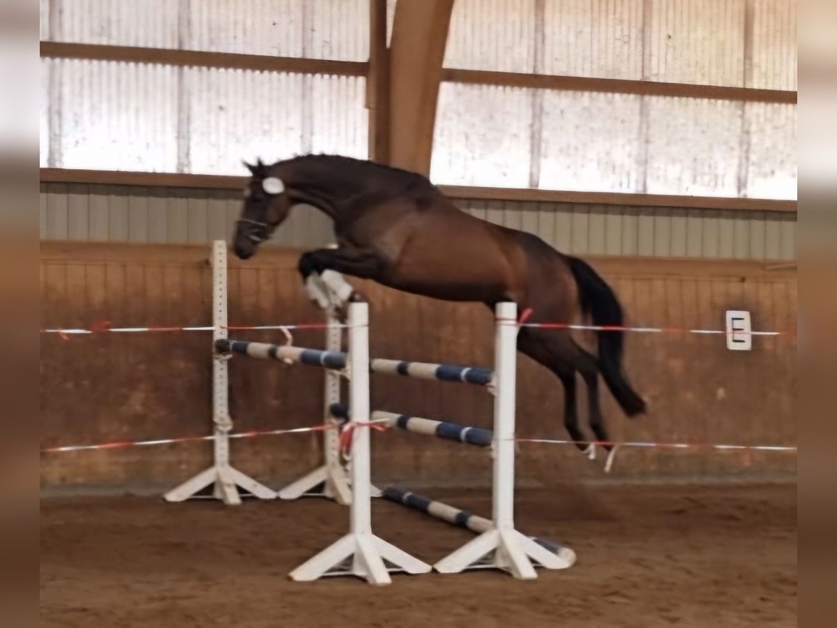 Trakehner Stute 4 Jahre 163 cm Brauner in Majenfelde