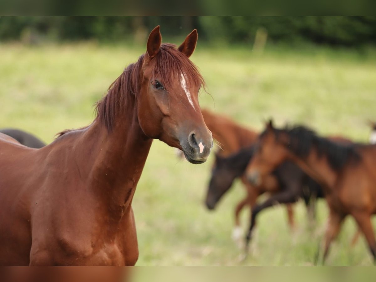 Trakehner Stute 4 Jahre 163 cm Fuchs in Nümbrecht