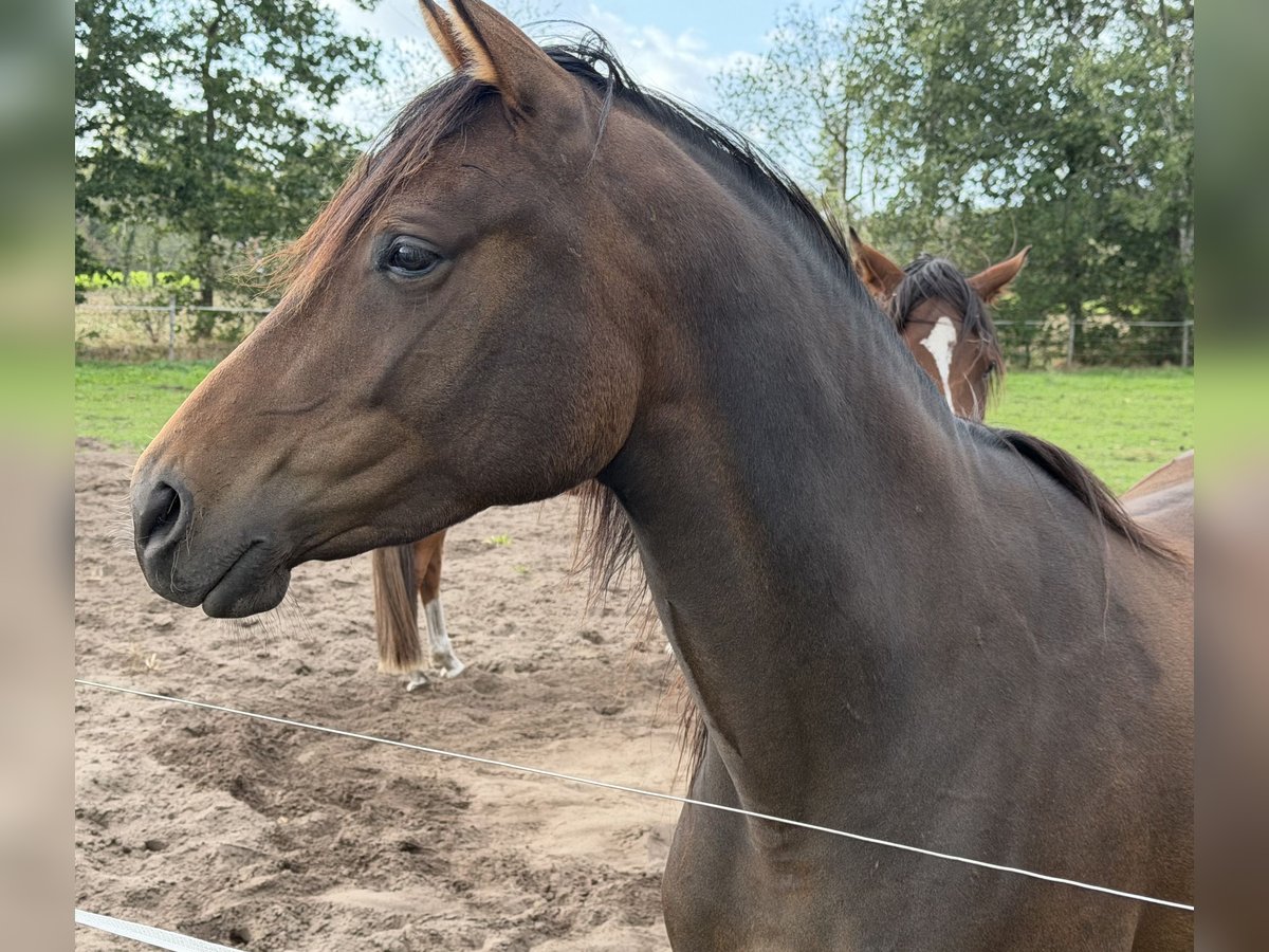Trakehner, Stute in Ganderkesee