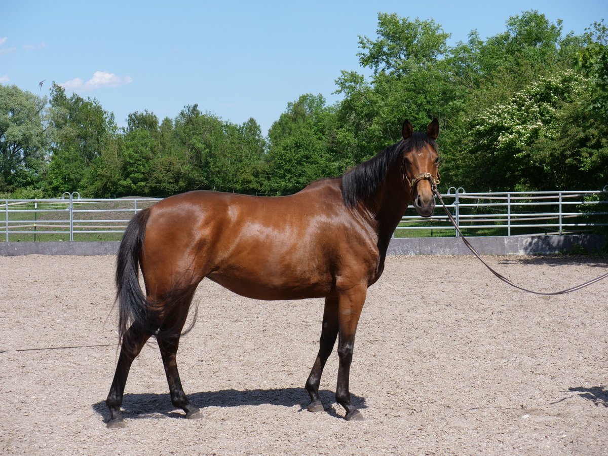 Trakehner Stute 4 Jahre 165 cm Brauner in G&#xFC;nzburg