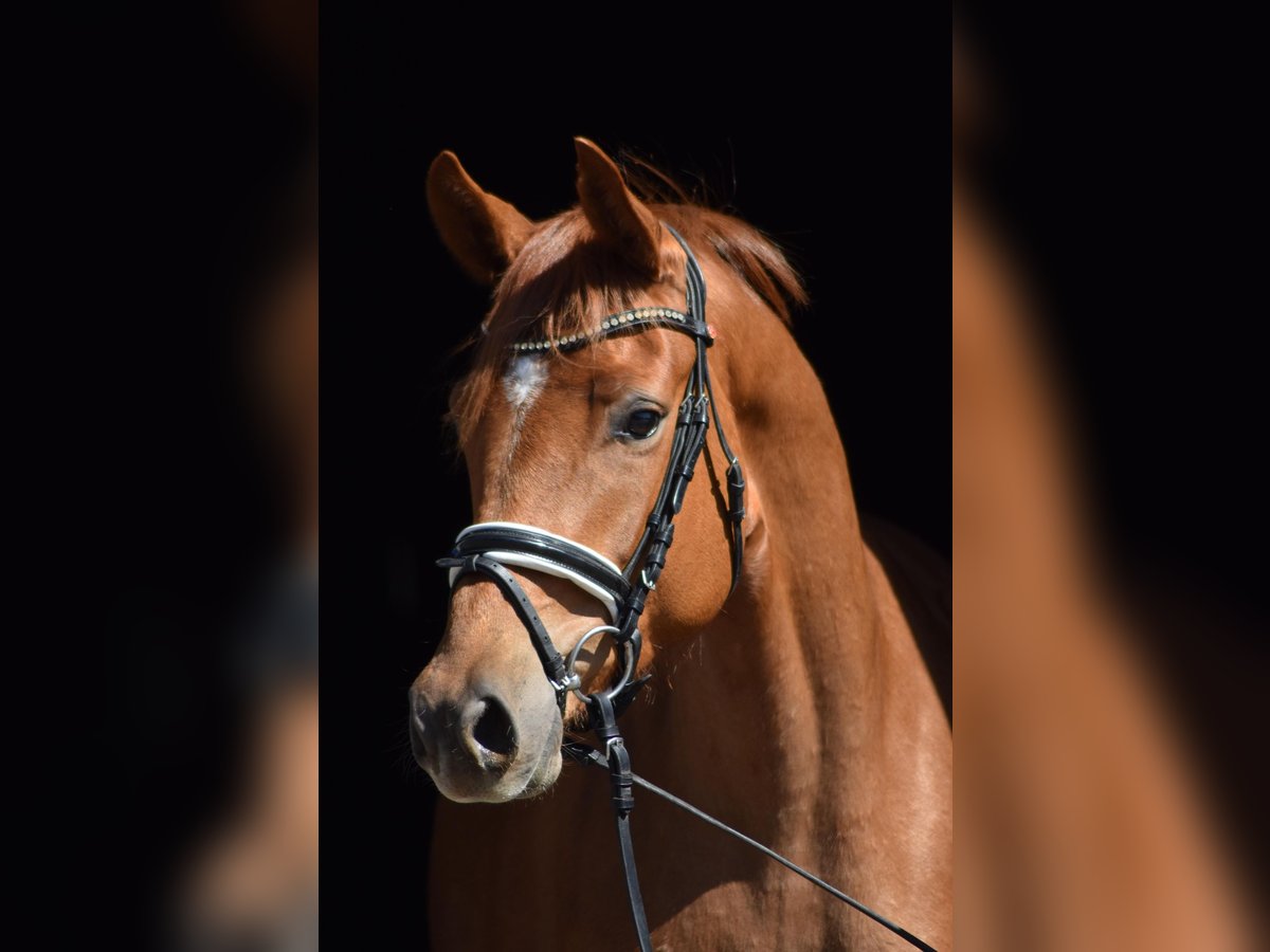 Trakehner Stute 4 Jahre 165 cm Fuchs in Herbstein