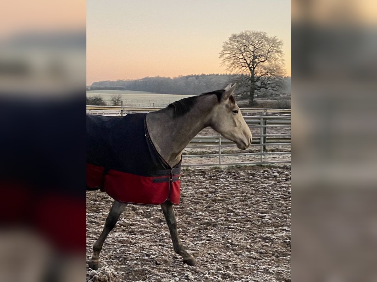 Trakehner Stute 4 Jahre 165 cm Schimmel in ScharbeutzScharbeutz