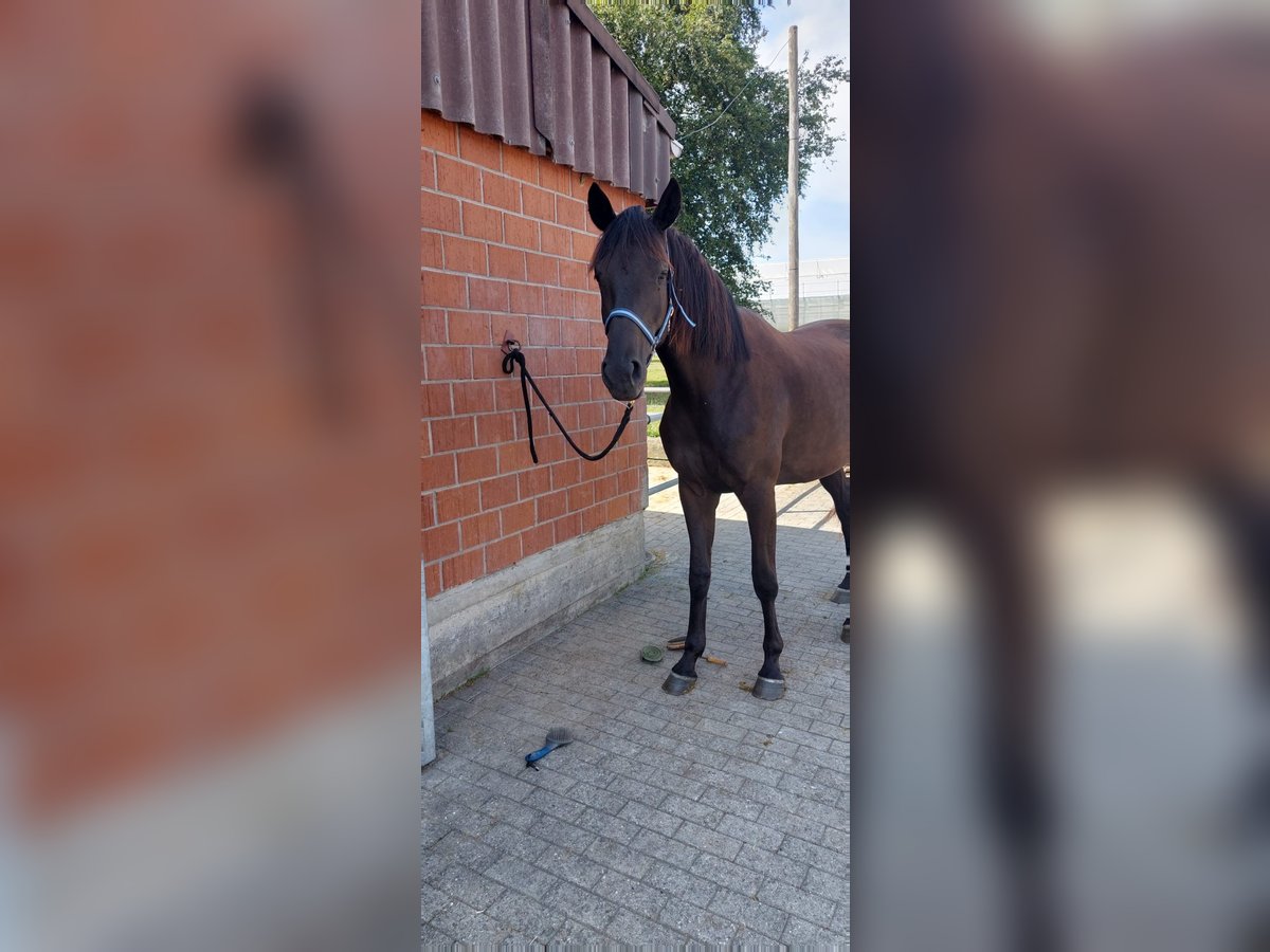 Trakehner Stute 4 Jahre 165 cm Schwarzbrauner in Neukirch an der Thur