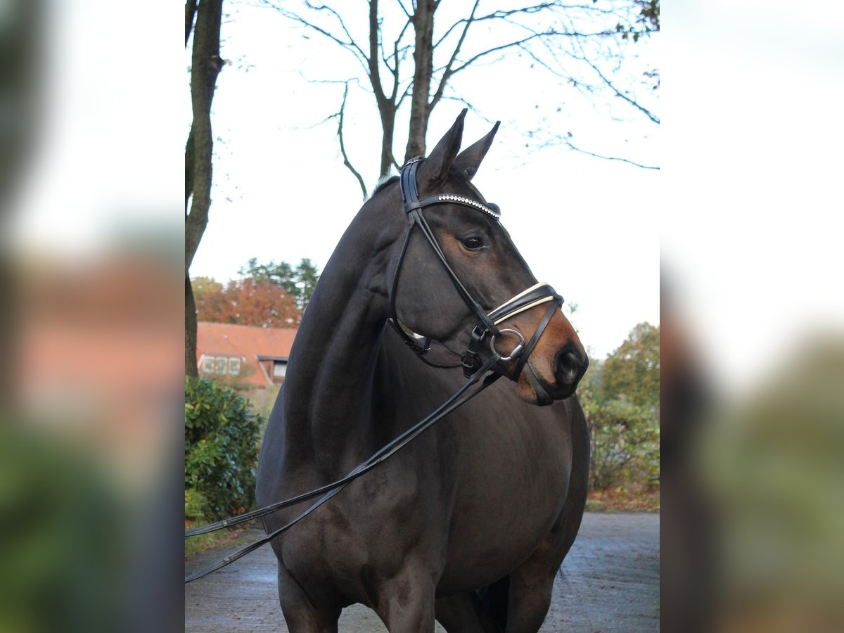 Trakehner Stute 4 Jahre 167 cm Brauner in Ahlerstedt