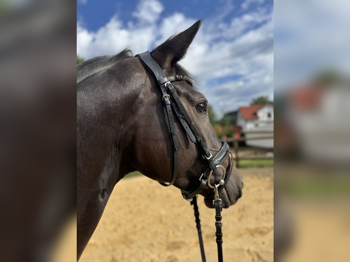 Trakehner Stute 4 Jahre 167 cm Dunkelbrauner in Niestetal