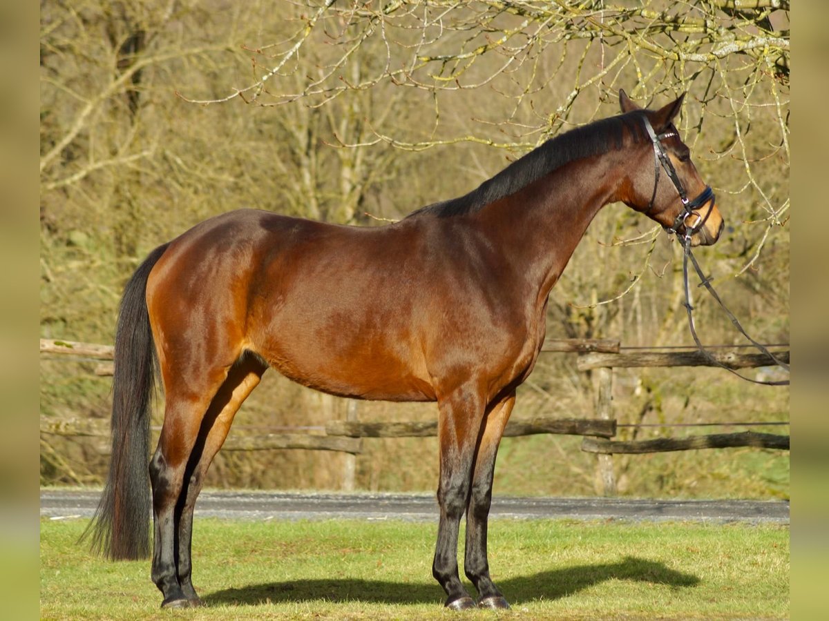 Trakehner Stute 4 Jahre 168 cm Brauner in M&#xFC;nster