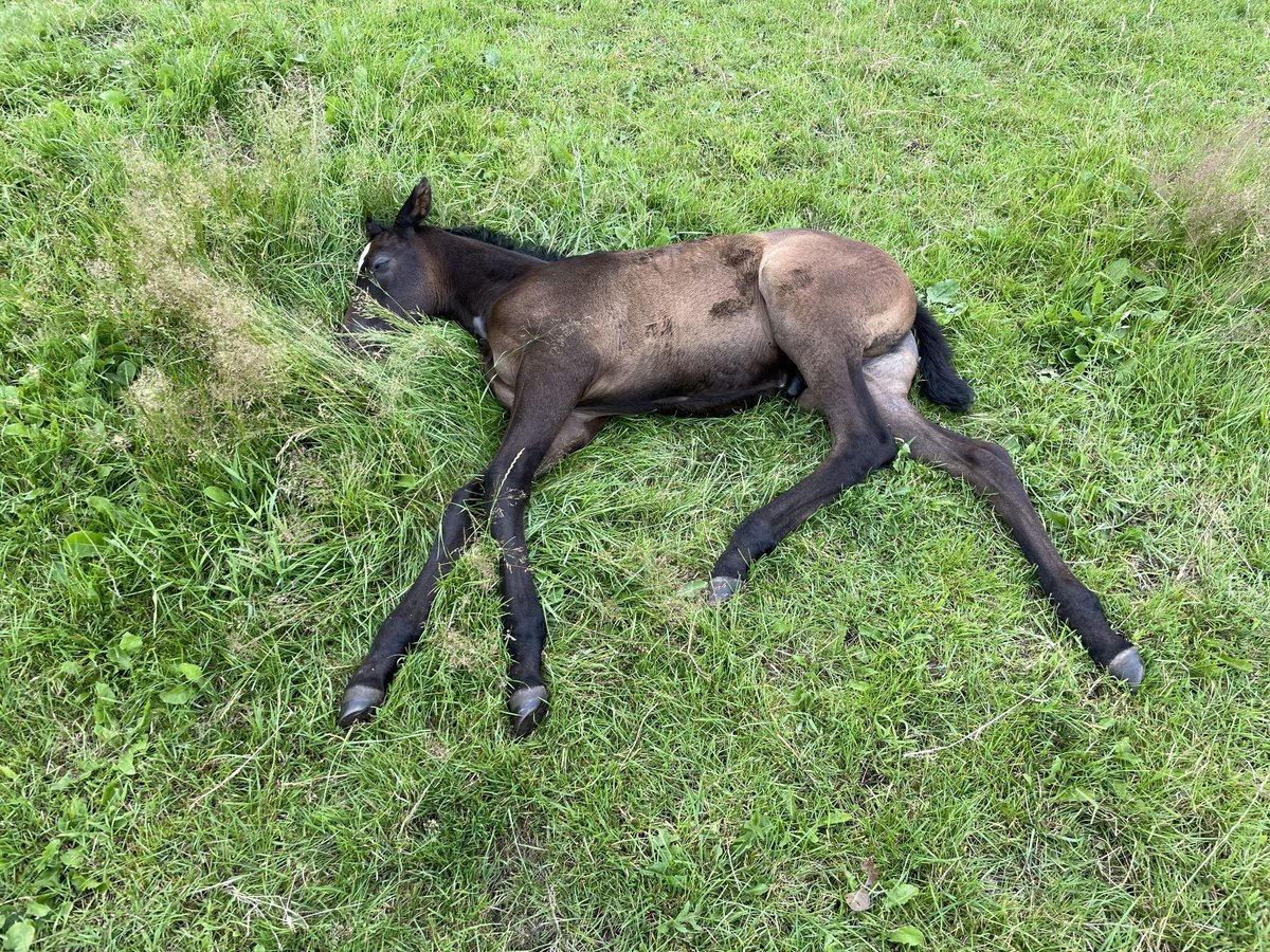 Trakehner Stute 4 Jahre 168 cm in Wildeshausen Trakehner Stute 4 Jahre 168 cm in Wildeshausen