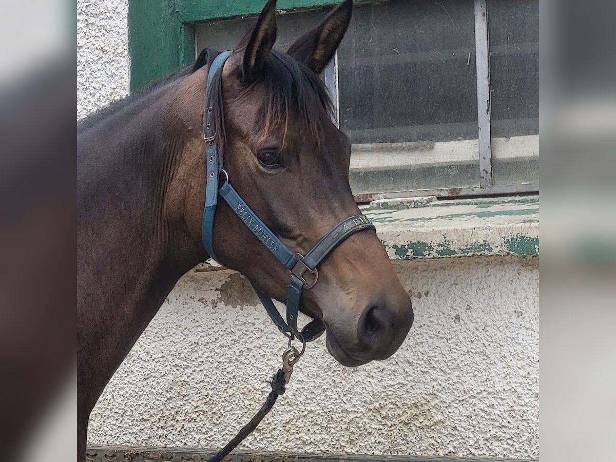 Trakehner Stute 4 Jahre 168 cm Dunkelbrauner in Adelsried