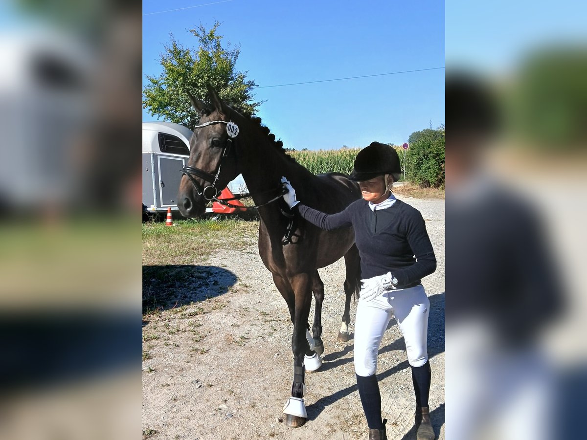 Trakehner, Stute in Königsbrunn