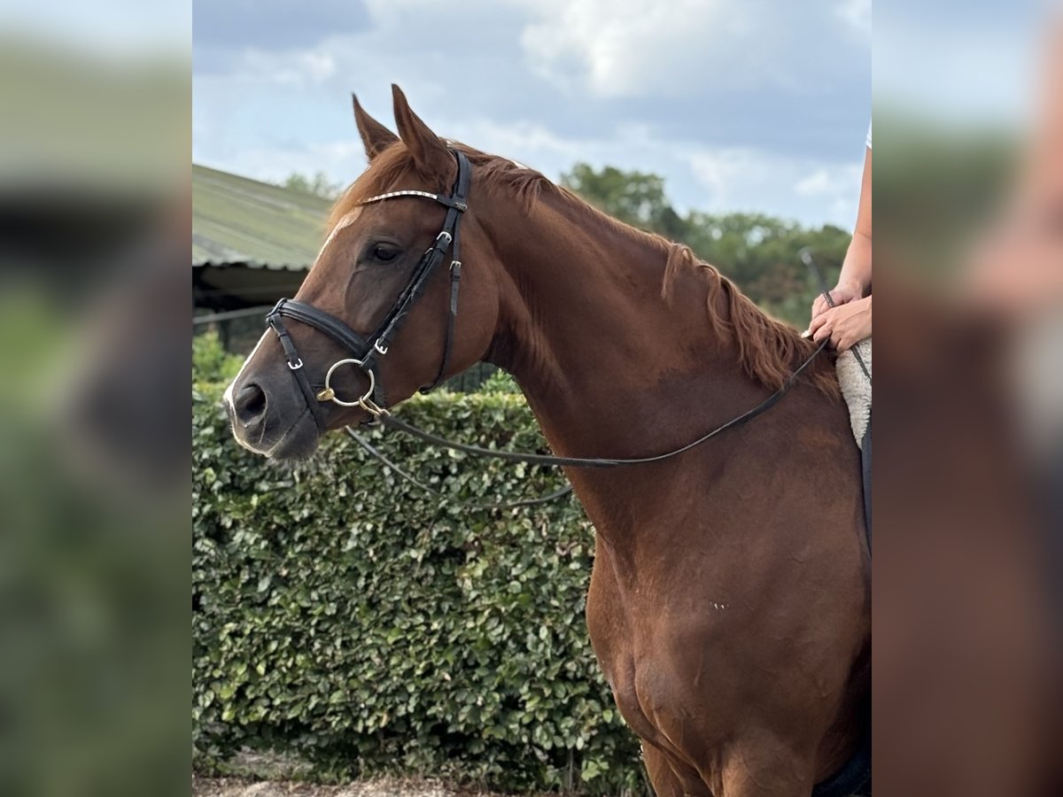 Trakehner, Stute in Ratingen