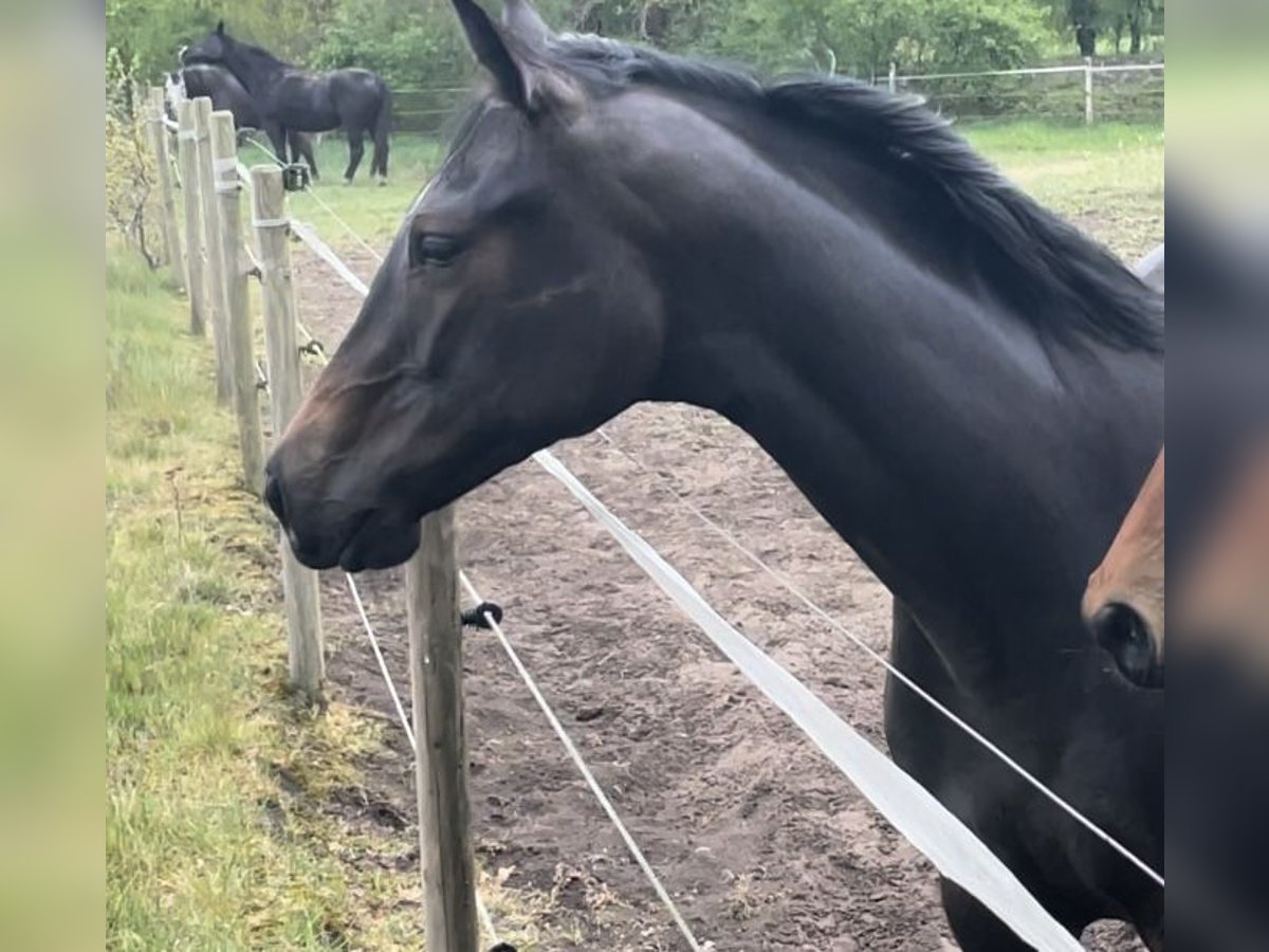 Trakehner Stute 4 Jahre 168 cm Kann Schimmel werden in Vechta