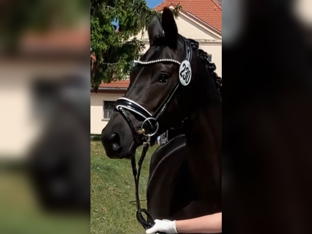 Trakehner Stute 4 Jahre 168 cm Schwarzbrauner in Bernsdorf