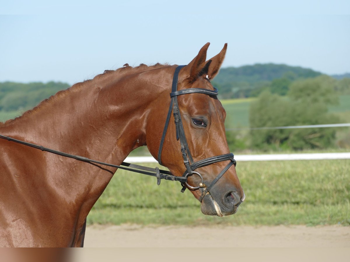 Trakehner Stute 4 Jahre 169 cm Fuchs in Ganschow